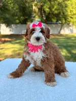 Collette- F1b mini , a female Goldendoodle for sale in Frostproof, FL – Photo 9 of 10