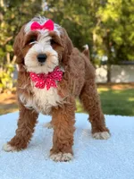 Collette- F1b mini , a female Goldendoodle for sale in Frostproof, FL – Photo 7 of 10