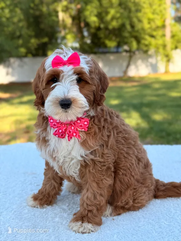Collette- F1b mini  – Goldendoodle puppy for sale in Frostproof, FL