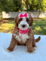 Collette- F1b mini , a female Goldendoodle for sale in Frostproof, FL – Photo 6 of 10