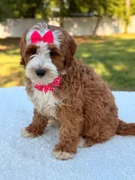 Collette- F1b mini , a female Goldendoodle for sale in Frostproof, FL – Photo 5 of 10