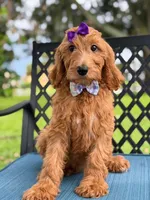 Savannah- F1b Standard , a female Goldendoodle for sale in Frostproof, FL – 4 of 10