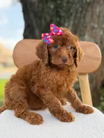 Summer- F1b Standard , a female Goldendoodle for sale in Frostproof, FL – 8 of 10