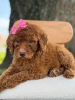 Sabrina- F1b Standard , a female Goldendoodle for sale in Frostproof, FL – 8 of 10