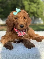 Celeste, a female Goldendoodle for sale in Frostproof, FL – 4 of 10