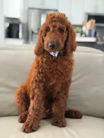 Graham- F1b Standard , a male Goldendoodle for sale in Frostproof, FL – 8 of 10