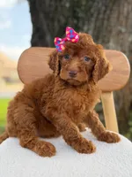 Summer- F1b Standard , a female Goldendoodle for sale in Frostproof, FL – 1 of 10