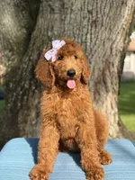 Grace-F1b standard , a female Goldendoodle for sale in Frostproof, FL – 6 of 10