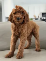 Capri- F1b Standard , a female Goldendoodle for sale in Frostproof, FL – 5 of 10