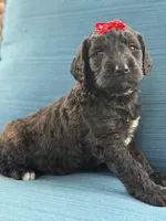 Opal- F1 Standard , a female Goldendoodle for sale in Frostproof, FL – 4 of 10