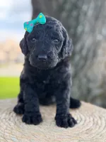 Alora- F1b Standard , a female Goldendoodle for sale in Frostproof, FL – 7 of 10