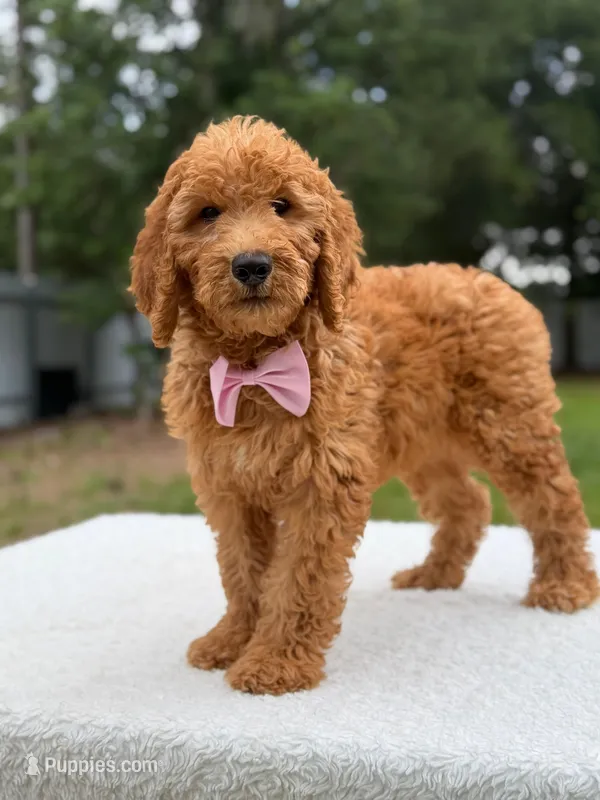 Maverick- F1b Standard  – Goldendoodle puppy for sale in Frostproof, FL