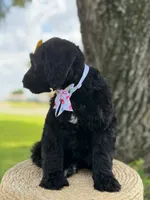 Onyx- F1 Standard , a female Goldendoodle for sale in Frostproof, FL – 6 of 10
