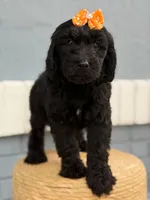 Opal- F1 Standard , a female Goldendoodle for sale in Frostproof, FL – 8 of 10