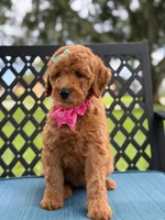 Lulú- F1b Medium , a female Goldendoodle for sale in Frostproof, FL – 6 of 10
