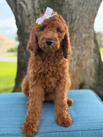 Gianna- F1b Standard , a female Goldendoodle for sale in Frostproof, FL – 6 of 10