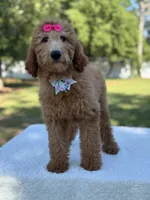 Princess- F1b Medium, a female Goldendoodle for sale in Frostproof, FL – 7 of 10