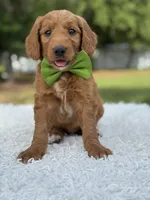 Aspen- F1 mini , a male Goldendoodle for sale in Frostproof, FL – 5 of 10