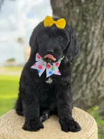 Onyx- F1 Standard , a female Goldendoodle for sale in Frostproof, FL – 8 of 10