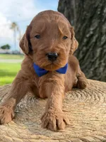 Luca- F1b Medium , a male Goldendoodle for sale in Frostproof, FL – 1 of 10