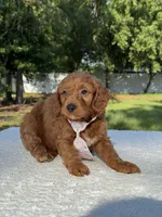 Tucker- F1b Mini , a male Goldendoodle for sale in Frostproof, FL – 8 of 10