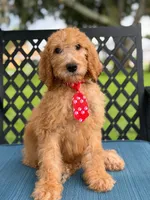 Shiloh- F1b Standard , a male Goldendoodle for sale in Frostproof, FL – 9 of 10