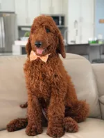 Griffin- F1b Standard , a male Goldendoodle for sale in Frostproof, FL – 8 of 10