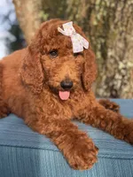 Gabriella-F1b standard , a female Goldendoodle for sale in Frostproof, FL – 5 of 10