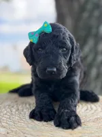 Alora- F1b Standard , a female Goldendoodle for sale in Frostproof, FL – 8 of 10
