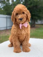 Maverick- F1b Standard , a male Goldendoodle for sale in Frostproof, FL – 4 of 9