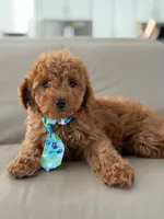 Jensen- F1b Mini, a male Goldendoodle for sale in Frostproof, FL – 8 of 10