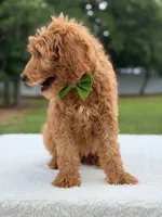 Ranger- F1b Medium , a male Goldendoodle for sale in Frostproof, FL – 8 of 9
