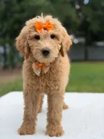 Ruby- F1b Medium , a female Goldendoodle for sale in Frostproof, FL – 4 of 9