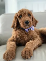 Milan- F1b standard , a male Goldendoodle for sale in Frostproof, FL – 8 of 10