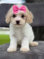 Daisy- F1bb Mini , a female Goldendoodle for sale in Frostproof, FL – 2 of 10