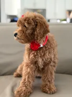 Jemma- F1b Mini , a female Goldendoodle for sale in Frostproof, FL – 2 of 10