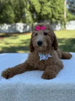 Princess- F1b Medium, a female Goldendoodle for sale in Frostproof, FL – 9 of 10