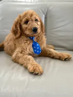 Enzo- F1B Medium, a male Goldendoodle for sale in Frostproof, FL – 5 of 10