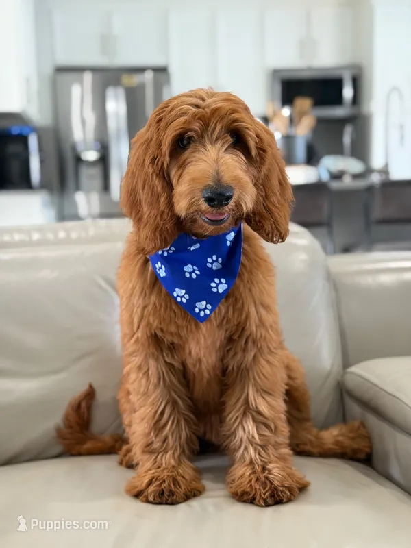 Weston- F1b Medium – Goldendoodle puppy for sale in Frostproof, FL