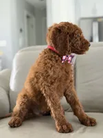 Rome- F1b Standard , a male Goldendoodle for sale in Frostproof, FL – 6 of 10