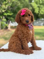 Camille- F1b Standard , a female Goldendoodle for sale in Frostproof, FL – 10 of 10