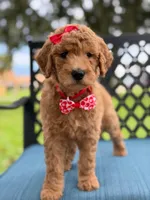 Sassy- F1b Medium , a female Goldendoodle for sale in Frostproof, FL – 2 of 10