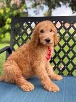 Shiloh- F1b Standard , a male Goldendoodle for sale in Frostproof, FL – 8 of 10