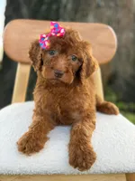 Summer- F1b Standard , a female Goldendoodle for sale in Frostproof, FL – 2 of 10