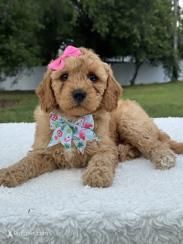 Trinity- F1b Mini  – Goldendoodle puppy for sale in Frostproof, FL
