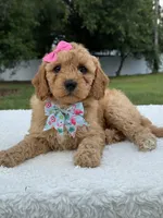 Trinity- F1b Mini , a female Goldendoodle for sale in Frostproof, FL – 1 of 10