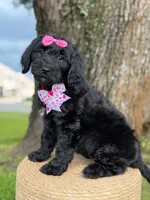 Diamond- F1 Standard, a female Goldendoodle for sale in Frostproof, FL – 1 of 10