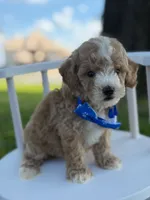 Johan- F1bb Toy , a male Goldendoodle for sale in Frostproof, FL – 2 of 10