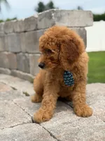 Emmett- F1b Medium , a male Goldendoodle for sale in Frostproof, FL – 10 of 10