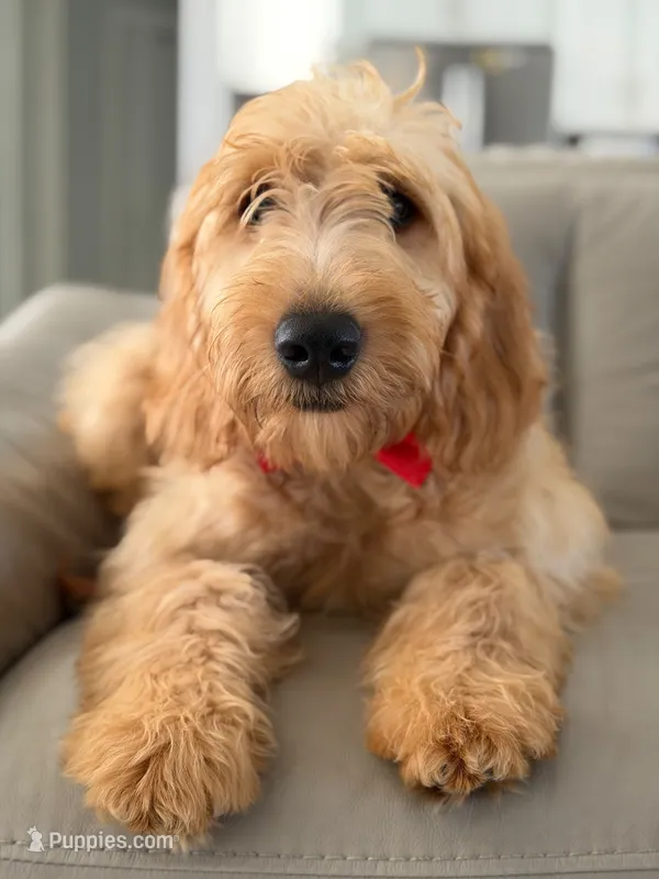 Apollo- F1 mini  – Goldendoodle puppy for sale in Frostproof, FL